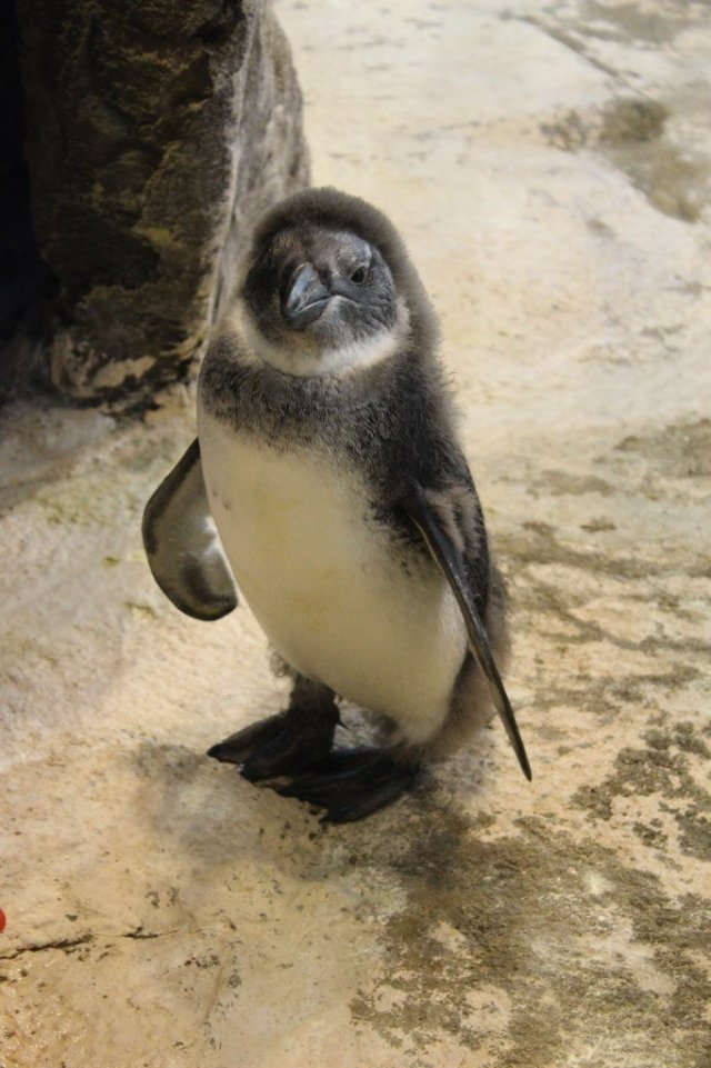 В зоопарке "Роев ручей" уже можно посмотреть на пингвиненка, родившегося летом