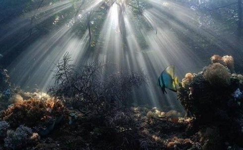 Открылась выставка документального фото подводного мира