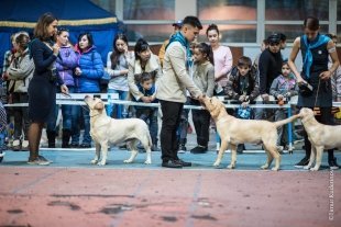В Караганде прошла выставка собак всех пород
