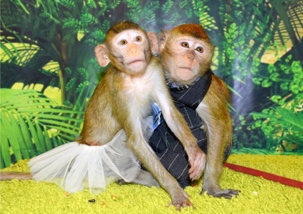 В Казани в ТЦ «Республика» работает контактная выставка обезьян