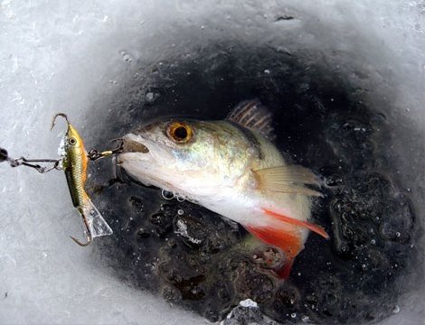 Рыбы нет: Югорчанам хотят ввести суточную норму ловли рыбы