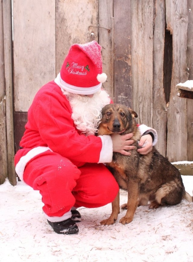 Карагандинцев приглашают на новогоднюю выставку бездомных животных