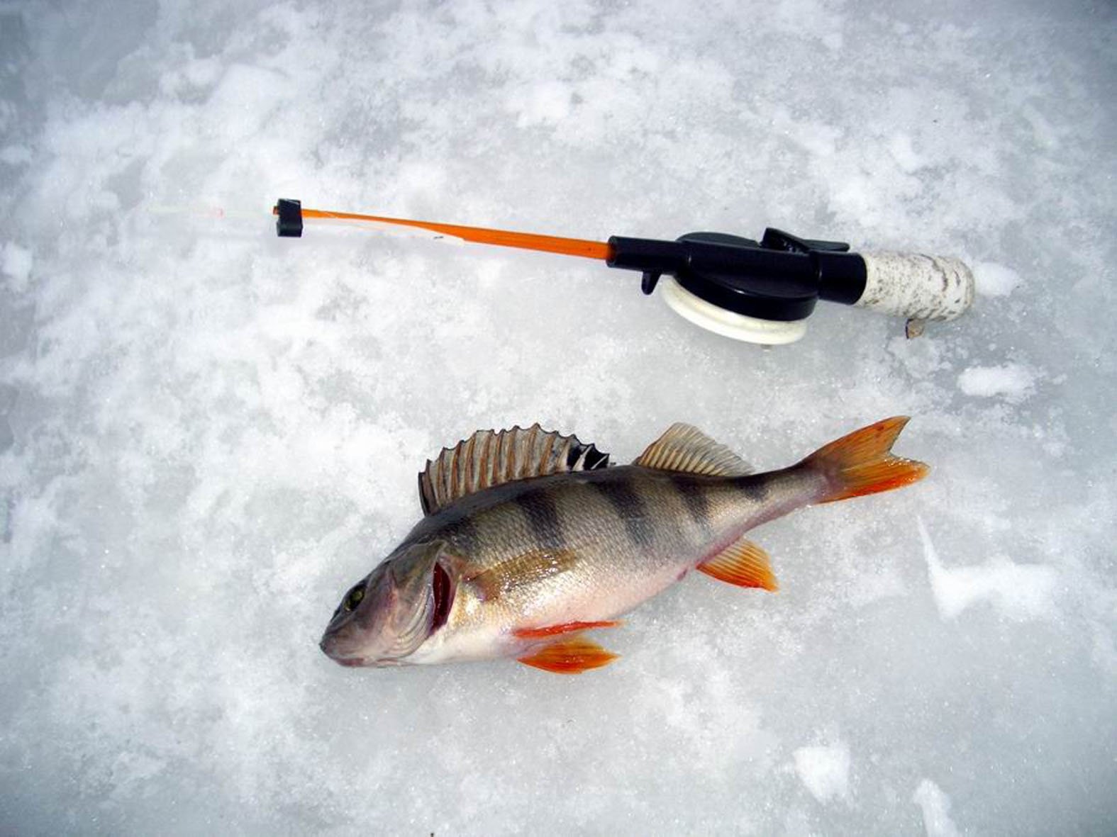 Подледный лов рыбы. Блеснение окуня зимой. Подледная рыбалка. Зимняя удочка на окуня. Подлёдная рыбалка на окуня.