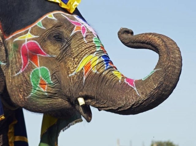 В Самаре состоится выставка работ хозяина «дачи со слонами»
