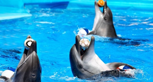 В Самаре откроется дельфинарий