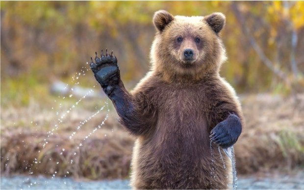 Бурые медведи перебираются в Казань