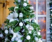 В Казани работает пункт приема новогодних елок
