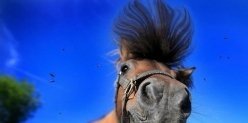 Казанцев бесплатно покатают на лошадях, угостят пловом и блинами