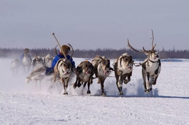 Сургутян приглашают на слет оленеводов 