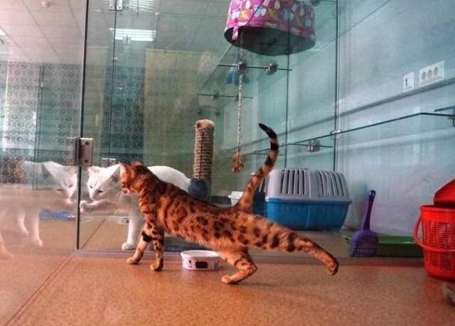 В Сургуте открылась первая гостиница для кошек с люкс-номерами и круглосуточным видеонаблюдением!