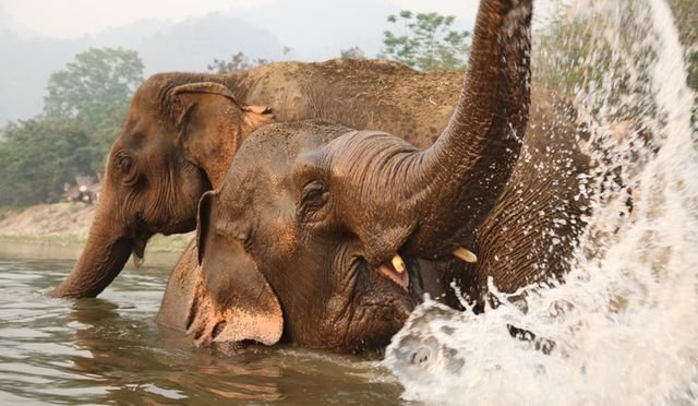 Уход за слонами в Таиланде, волонтерская программа
