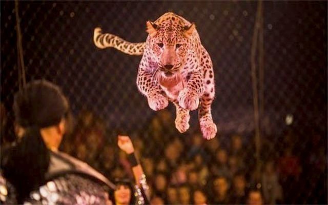 В Челны приедет цирк "Золотой дракон" с шоу персидских леопардов