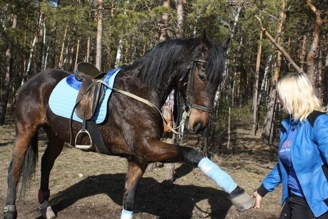 Лошадь в Конно-спортивном клубе Челябинска.