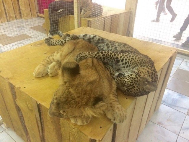 В "Космопорте" открылся новый контактный зоопарк
