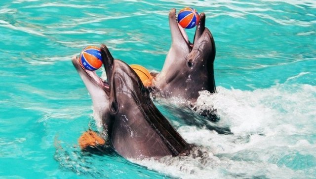 Сегодня в Челябинске открывается дельфинарий 