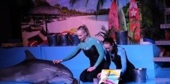 В дельфинарии пройдет световое шоу "Дыхание моря"