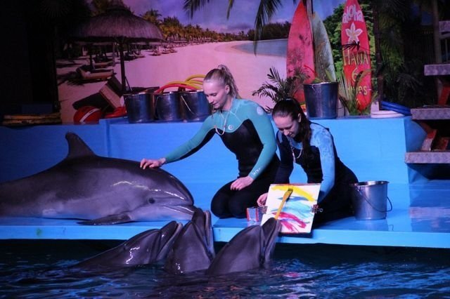 В дельфинарии пройдет световое шоу "Дыхание моря"