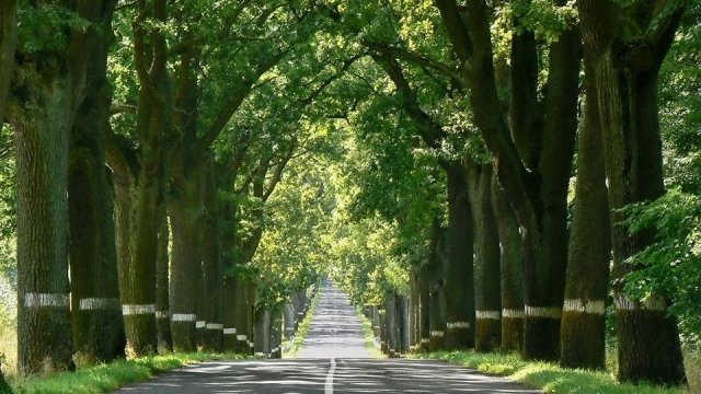 Аллею Славы высадят в эту субботу