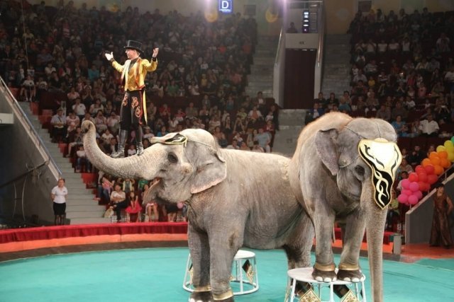 Тюменцам бесплатно покажут слонов-великанов из цирка 