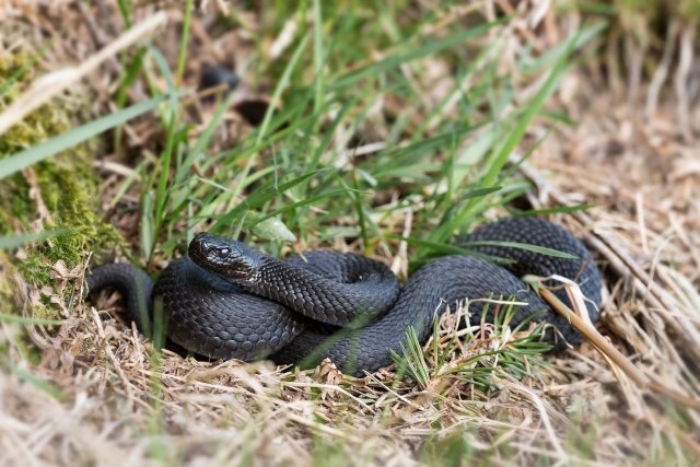 Новости: ижевчане сообщают о большом количестве змей в лесу
