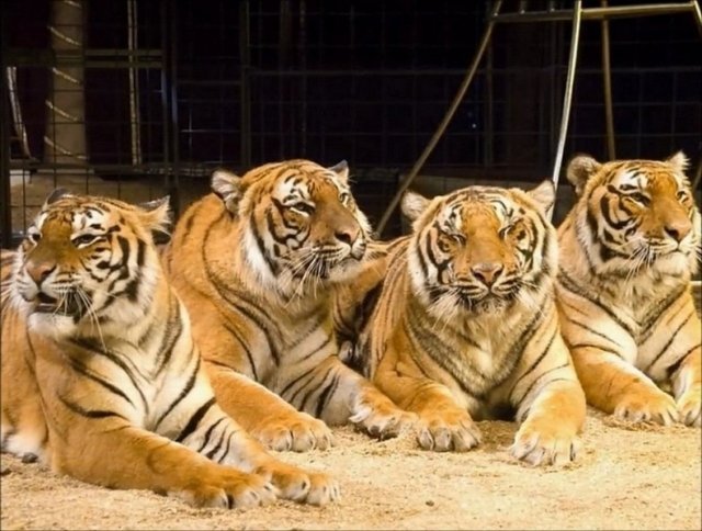 В краснодарском цирке выступят амурские тигры