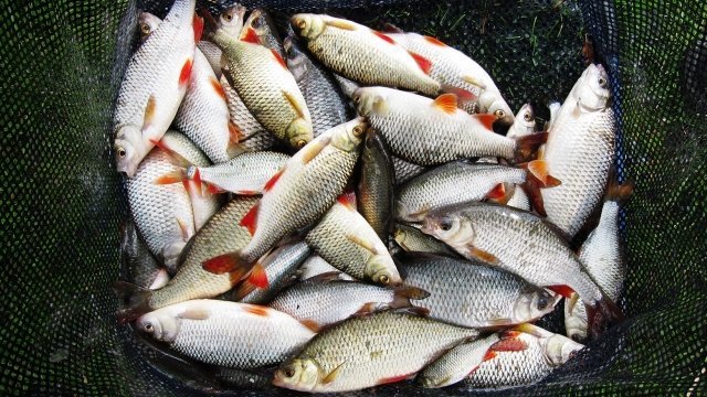 В воскресенье в парке Якутова пройдёт фестиваль рыбной ловли