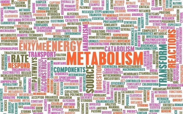 здоровье метаболизм