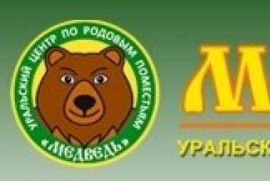 Сайт медведь екатеринбург. Медведь в магазине. Медведь Екатеринбург. Магазин медведь в Череповце. Магазин медведь логотип.