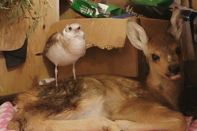Сотрудники контактного зоопарка стали свидетелями необычной дружбы между чайкой и косулей.