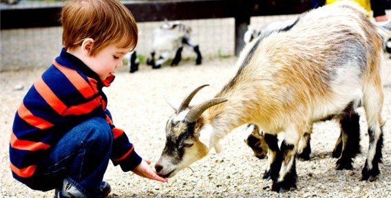 "Иркутский детский контактный зоопарк" стал "Иркутским зоосадом" и сменил формат работы.