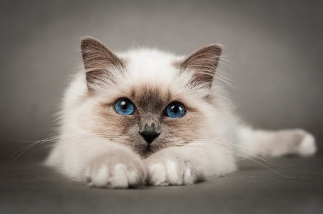 8 августа весь мир отмечает День кошек. Россия - не исключение.