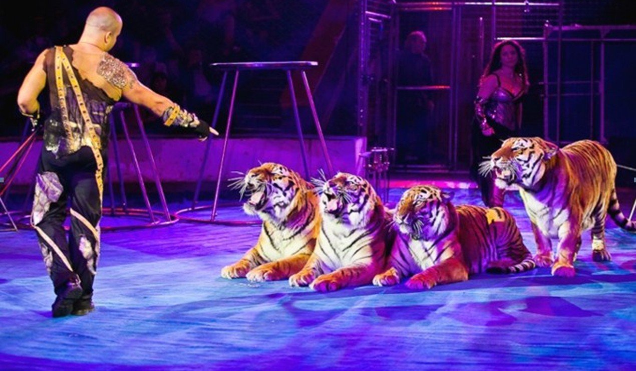 Дрессировщики тигров багдасаровых. Дрессировщики тигров багдасаровых. Дрессировщики тигров багдасаровых. Багдасаровы династия. Дрессировщики тигров багдасаровых.