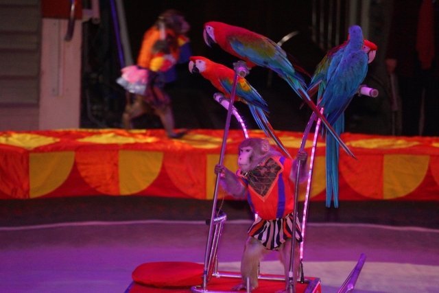 «Цирк зверей» удивляет тюменцев чудесами дрессуры и трюками артистов 