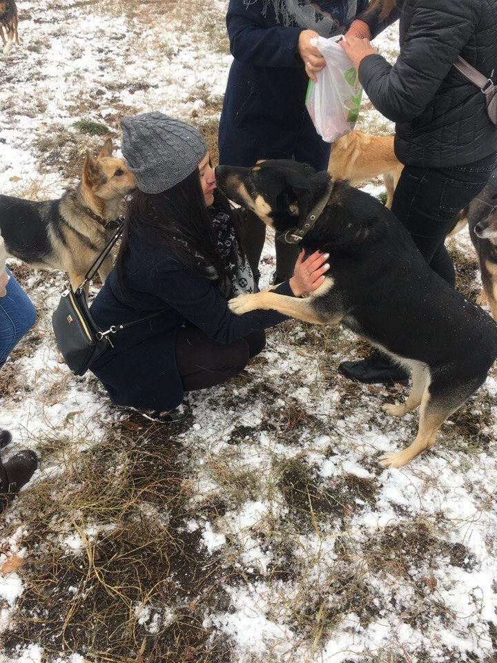 Центр помощи животным в Кургане