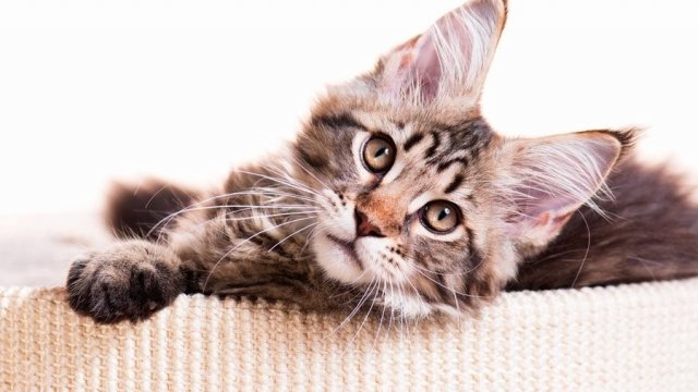 ТОП-5 дорогих пород кошек, которых можно купить в Сургуте 
