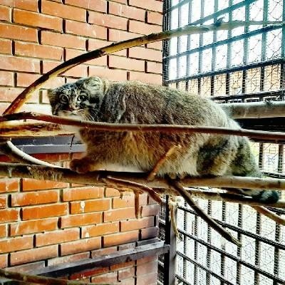 Новости: в Ижевском зоопарке поселился редкий дикий кот манул