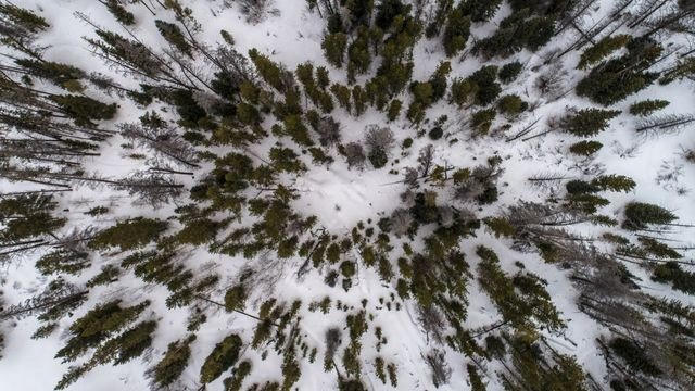 зима лес