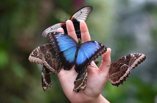 В Челнах откроется контактная выставка "Живые тропические бабочки"
