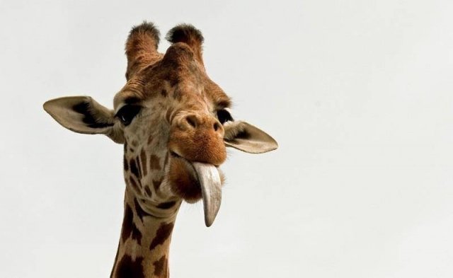 В белгородском зоопарке появятся жирафы