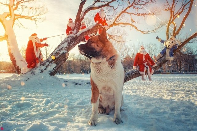 В Новый год со сказкой: как готовятся к празднику Ёжик в тумане, Дед Мороз и Женя Лукашин