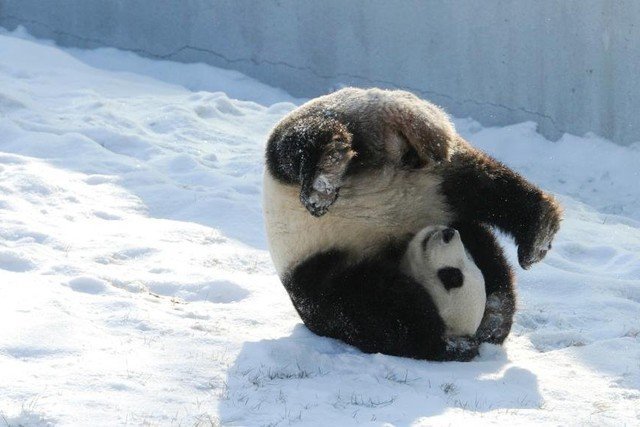 Собака на ледянке и панда в снегу: 2018 год начался с двух забавных видео 