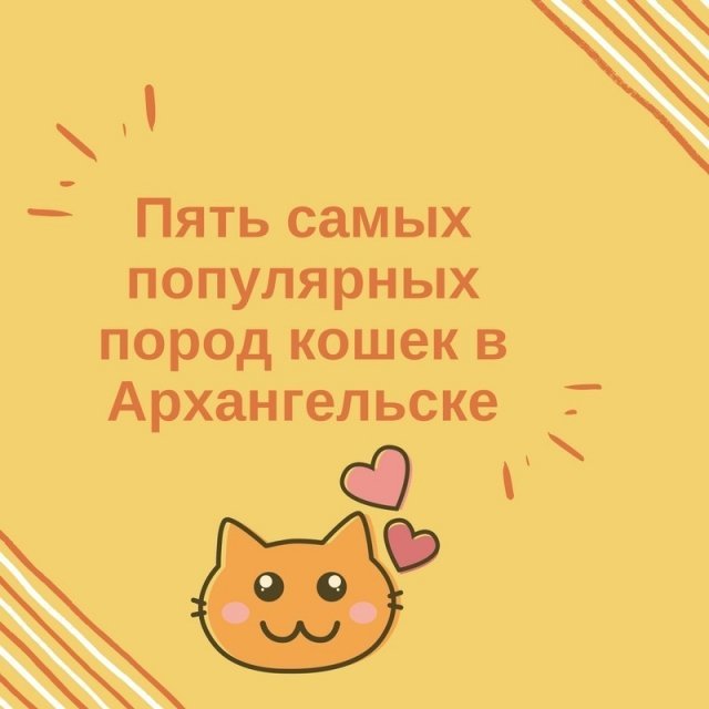Пять самых популярных пород кошек в Архангельске