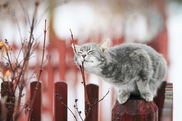 1 марта - День российской кошки