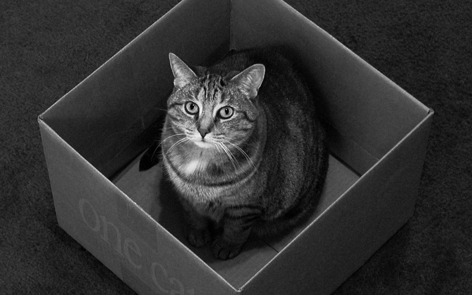 Кот в ящике