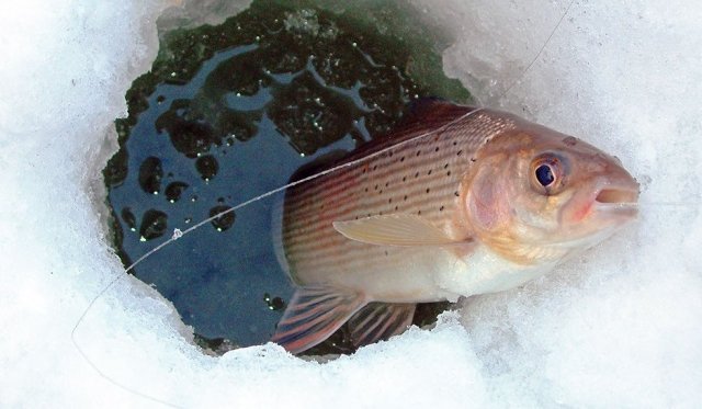 5 мест для зимней рыбалки в Архангельске и окрестностях
