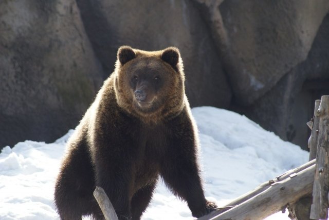 В Ижевском зоопарке проснулся медведь