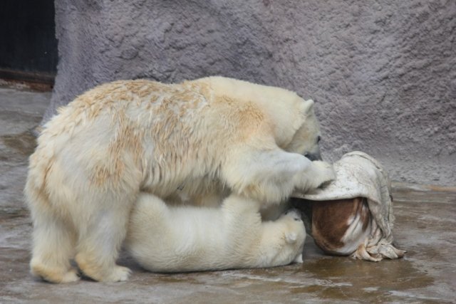 Новости: Белые медведи из ижевского зоопарка стали героями документального фильма