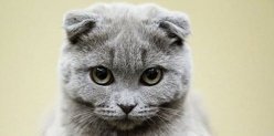 В Челнах откроется зоовыставка "Федерация кошек"