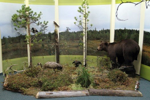 В Югре появится "Музей леса"