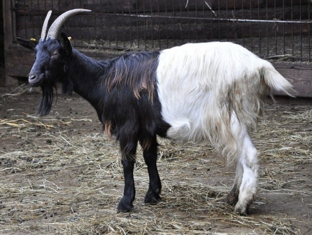 Новости: В ижевском зоопарке поселились козы редкой валлийской породы